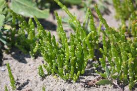 Image result for Salicornia perrieri