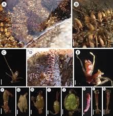 Image result for Tristicha trifaria