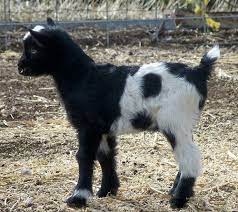 Pygmy Goat Bebe Chevre Chevre Naine Chevre