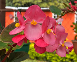 Image result for begonia semperflorens