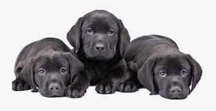 Transparent Black Lab Puppy Clipart Cute Puppies Black Lab Free Transparent Clipart Clipartkey Browse and download hd black lab png images with transparent background for free.