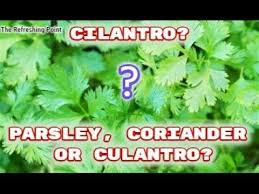 Difference Between Cilantro And Parsley Coriander Plus Culantro Not A Parsley Plant Coriander Parsley