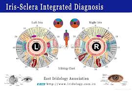 Iridology Charts English Spanish Version Eye Chart Hsk