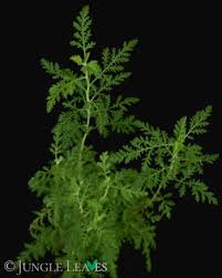 Image result for Artemisia afra