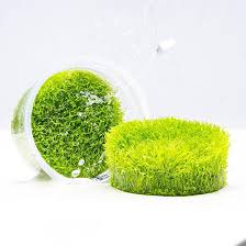 Image result for Utricularia sp.no.1