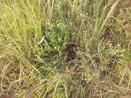 Image result for Helichrysum kirkii