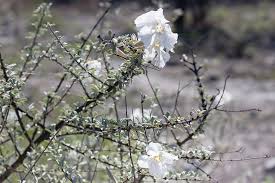 Image result for Catophractes alexandri