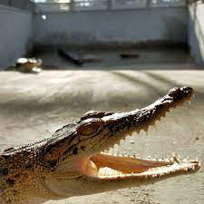The sarang buaya (crocodile's nest) which is under the administration of pasir gudang municipal council. Sarang Buaya Pasir Gudang Photos Facebook