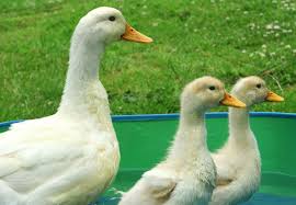 Raising ducks for meat means having a good quality food source in your backyard. The Best Duck Breeds To Keep In Your Garden Pets4homes