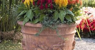 Celosia Fresh Look Mix Celosia Plant Beautiful Flowers Garden Flower Pots