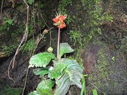 Image result for Streptocarpus myoporoides
