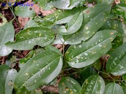 Image result for Smilax