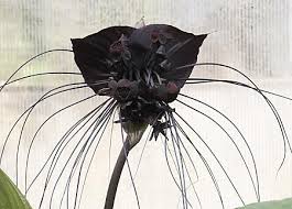 'personality is to a man what perfume is to a flower' and other great sayings. Flower Black Flower Real