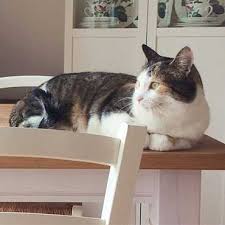 Dafür reicht bei katzen bereits eine einfache sprühflasche mit leitungswasser oder bei hunden ein unangenehmes geräusch. Katze Vom Esstisch Fernhalten Tierisch Wohnen