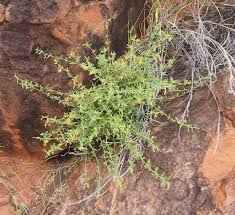 Image result for Afrohybanthus