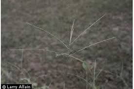 Image result for Digitaria milanjiana
