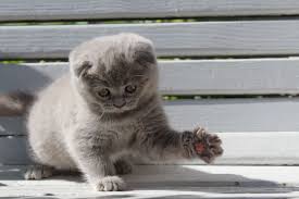 Iskoc Kedisi Scottish Fold Yavrulari 428 Scottish Fold Iskoclar