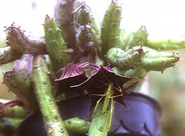Image result for Huernia aspera