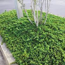 National Plant Network 2 25 Gal Juniper Procumbens Nana Shrub Hd7163 The Home Depot In 2021 Evergreen Groundcover Plants Ground Cover Plants