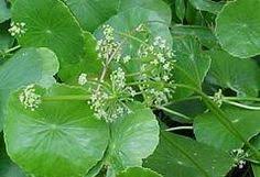 As soon as perennial weeds sprout, it's time to take action. Killlakeweeds