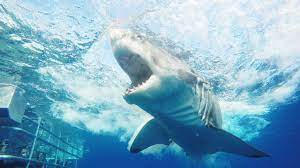 Port lincoln shark diving experiences port lincoln shark diving experiences operate nearly every day of the year. Shark Cage And Sea Lion Diving With Calypso Star Charters Port Lincoln Calypso Shark Cage Diving