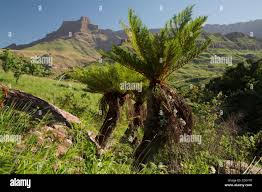 Image result for Cyathea dregei