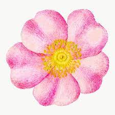 Eglantine Pink Flower Png Element Hand Drawn Free Image By Rawpixel Com Tong Flower Drawing Vector Flowers Tropical Illustration