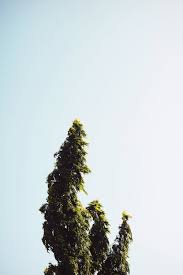 Image result for Monoon longifolium