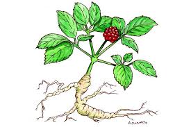 Image result for Ginseng