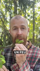 Cerfeuil des fous vs cerfeuil des bois