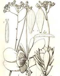 Image result for Senecio sp.no.3