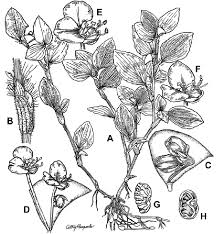 Image result for Commelina benghalensis