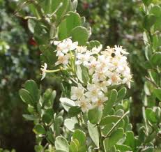 Image result for Gymnosporia buxifolia