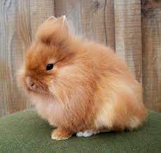 Anothers Top Ten Easter Bunnies Lionhead Rabbit Lionhead Bunny Pet Bunny