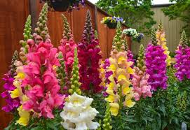 Image result for Antirrhinum majus