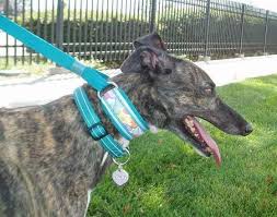 If it barks martingale collar for dogs 5. Jan S Martingale Collars And Walking Leads Collar And Leash Martingale Martingale Dog Collar