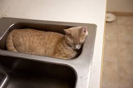 cats in sinks the ark in space