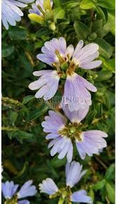 Image result for Sclerochiton hirsutus