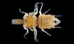 Image result for Gnidia inconspicua