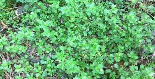 Ontogeny, anatomy and reproductive biology of vegetative reproductive organs of diodia virginiana. Getting To Know Your Garden Weeds Triangle Gardener Magazine