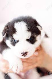 Huskies are usually black and white but can also be brown and red. Cute Siberian Husky Puppy Black And White In Hands With Blue Stock Photo Picture And Royalty Free Image Image 96689874