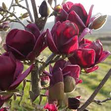 Yulan magnolias are native to china. Egrow 10pcs Bag Magnolia Seeds Deep Purple Black Magnolia Yulan Tree Flower Tulip Tree Seeds Magnolia Tree Types Magnolia Tree Landscaping Magnolia Trees