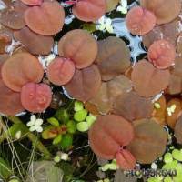 Image result for Phyllanthus retinervis
