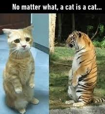 Hilarious Animal Memes Funny Animals Cute Animals Animals