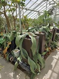 Image result for Uvaria welwitschii