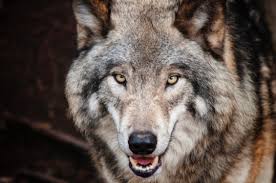 @wolveswomen ⚽️ | 🎮 @wolvesesports. Wolves Fact Sheet Blog Nature Pbs