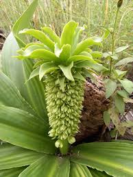 Image result for Eucomis autumnalis
