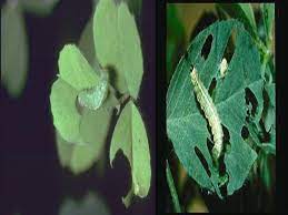 YONCA HORTUMLU BÖCEĞİ (HYPERA VARİABİLİS) - ppt indir