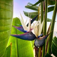 Image result for Strelitzia alba