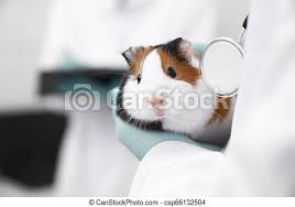Hamster cleaning itself and looking at camera. Cute Hamster Muzzle Close Up Veterinarian Holding Little Domestic Pet In Hands Close Up Of Beautiful White And Brown Canstock